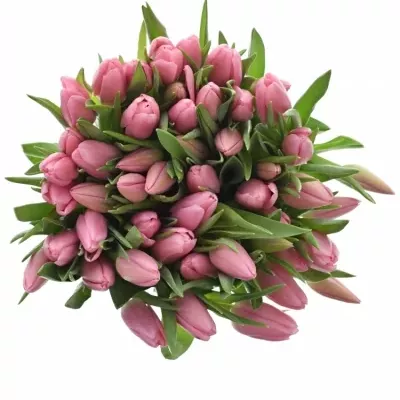 Tulipa EN MATCHMAKER