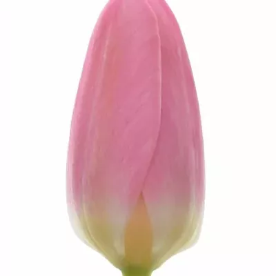 Tulipa EN MATCHMAKER