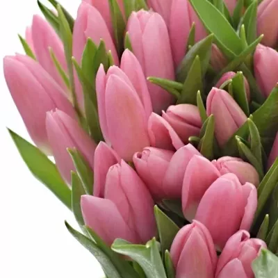 Tulipa EN MATCHMAKER