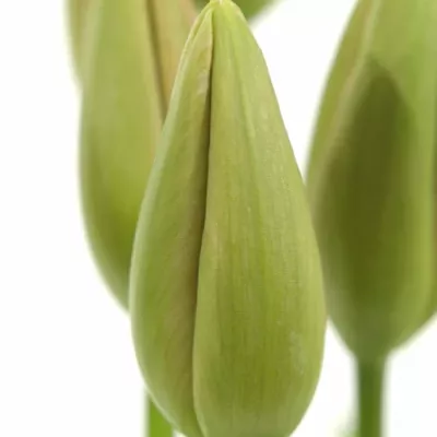 TULIPA EN MENTON