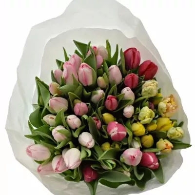 TULIPA EN MIX 32cm/28g