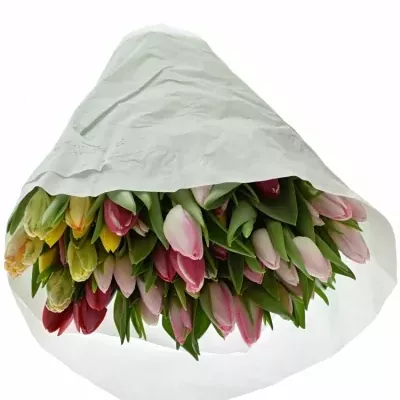 TULIPA EN MIX 32cm/28g