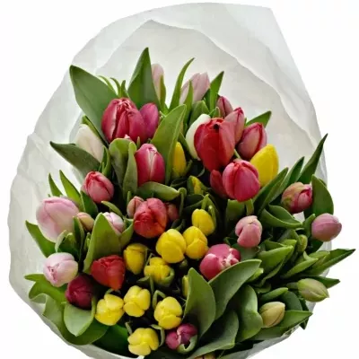 TULIPA EN MIX 32cm/28g