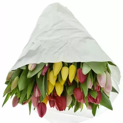 TULIPA EN MIX 32cm/28g