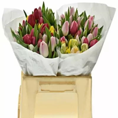 TULIPA EN MIX 32cm/28g