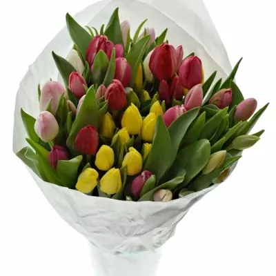 TULIPA EN MIX 32cm/28g