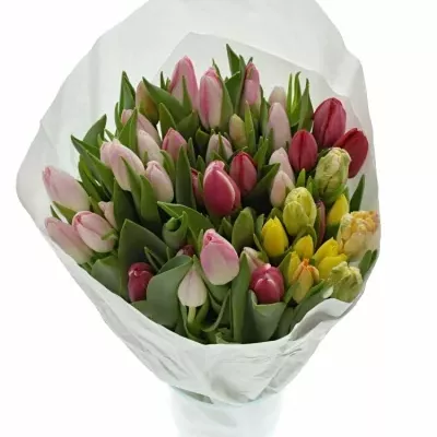 TULIPA EN MIX 32cm/28g