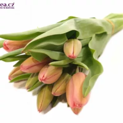 TULIPA EN PINK IMPRESSION