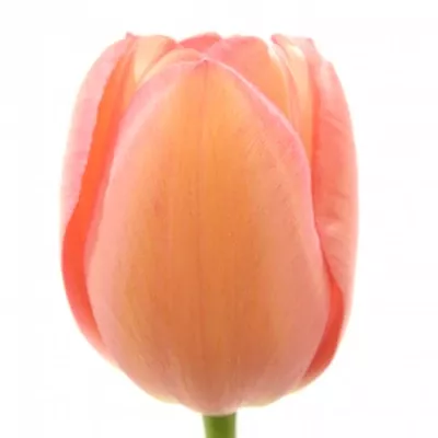 TULIPA EN PINK IMPRESSION