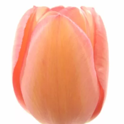 TULIPA EN PINK IMPRESSION