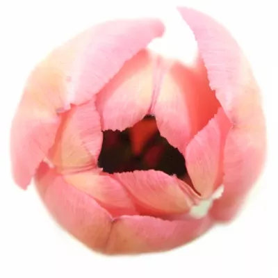 TULIPA EN PINK IMPRESSION