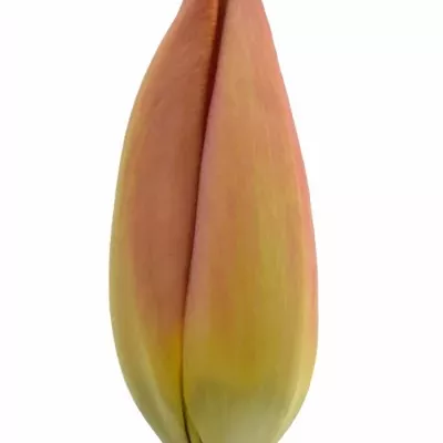 Tulipán EN PRIOR  30cm/35g