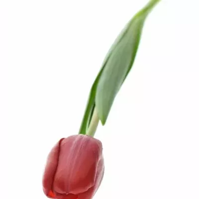 TULIPA EN RUBY RED 30cm/20g