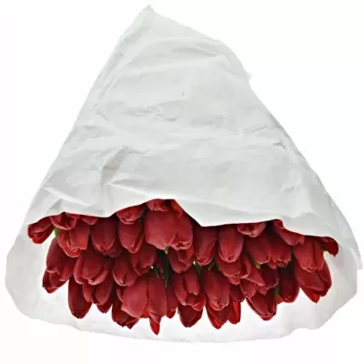 TULIPA EN RUBY RED 30cm/20g