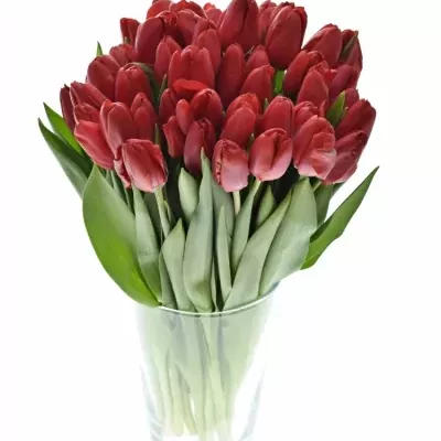 TULIPA EN RUBY RED 30cm/20g