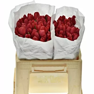 TULIPA EN RUBY RED 30cm/20g