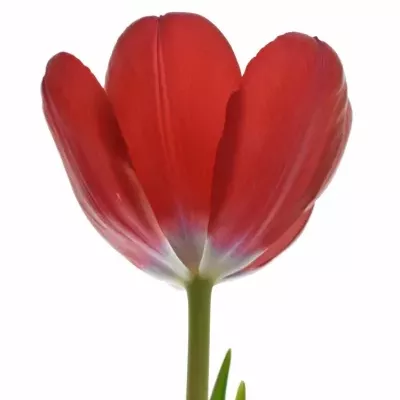 TULIPA EN RUBY RED 30cm/20g