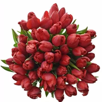 TULIPA EN RUBY RED 30cm/20g