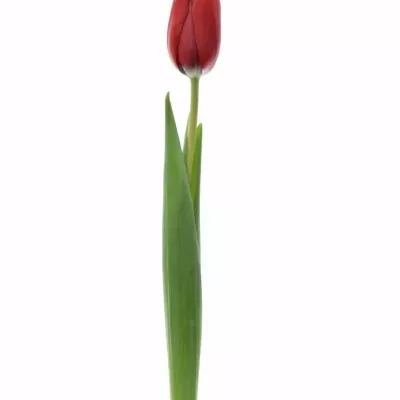 TULIPA EN RUBY RED 30cm/20g