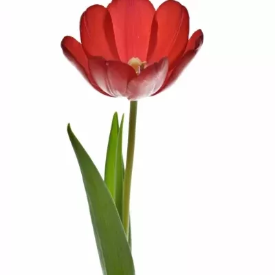 TULIPA EN RUBY RED 30cm/20g