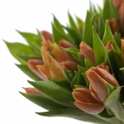 TULIPA EN SALMON PRINCE