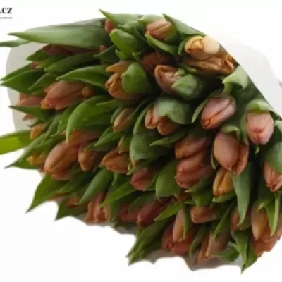 TULIPA EN SALMON PRINCE