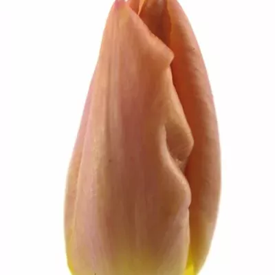 TULIPA EN SALMON PRINCE