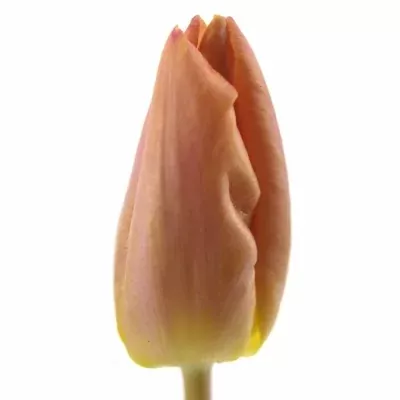 TULIPA EN SALMON PRINCE