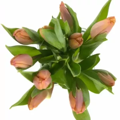 TULIPA EN SALMON PRINCE