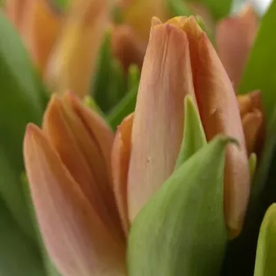 TULIPA EN SALMON PRINCE