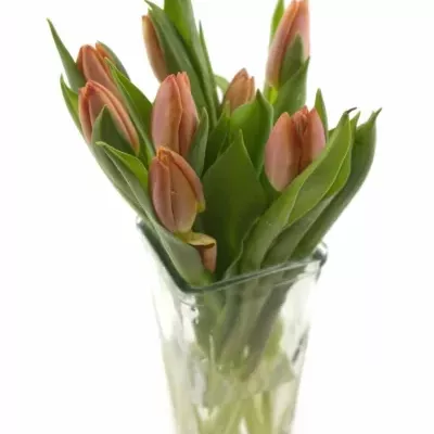 TULIPA EN SALMON PRINCE