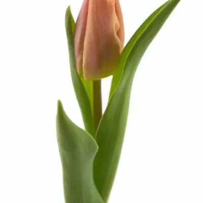 TULIPA EN SALMON PRINCE