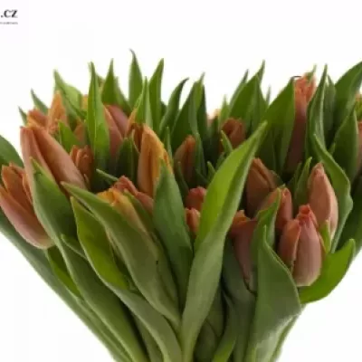 TULIPA EN SALMON PRINCE