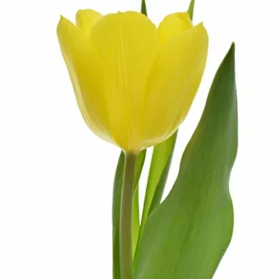 TULIPA EN SUNBEAM 40cm/37g