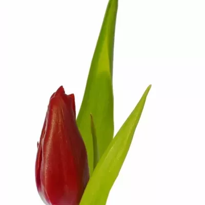 TULIPA EN VICTOR MUNDI 28g