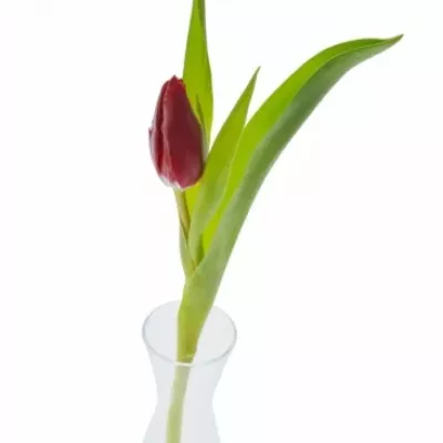 TULIPA EN VICTOR MUNDI 28g