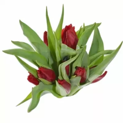 TULIPA EN VICTOR MUNDI 28g