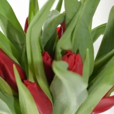 TULIPA EN VICTOR MUNDI 28g