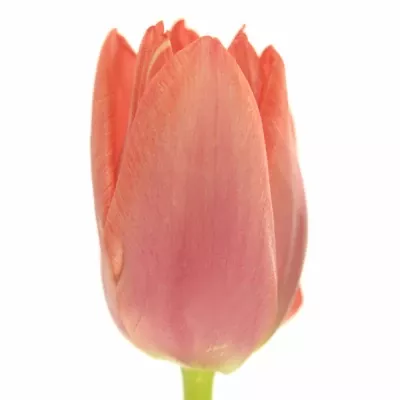 TULIPA EN VINGINO