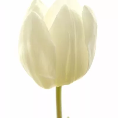 TULIPA EN WHITE FLAG 