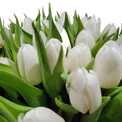 TULIPA EN WHITE PRINCE