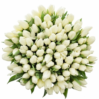 TULIPA EN WHITE PRINCE