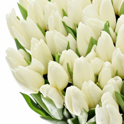 TULIPA EN WHITE PRINCE