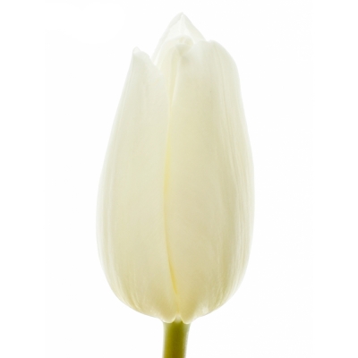 TULIPA EN WHITE PRINCE