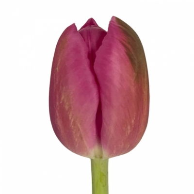 TULIPA EN WIFI