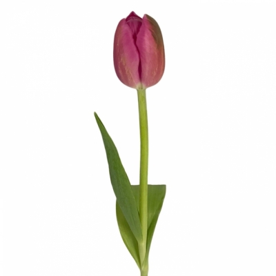 TULIPA EN WIFI