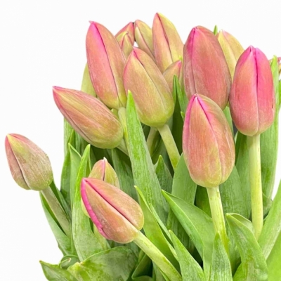 TULIPA EN WIFI