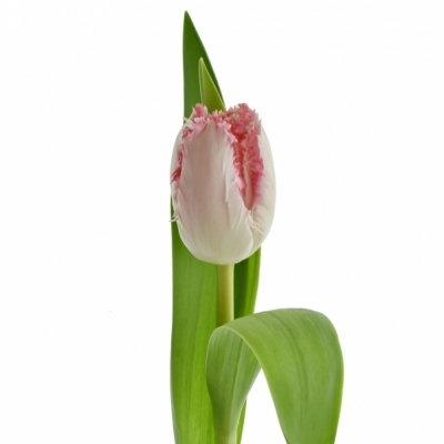 TULIPA FR NEGLIGE 39cm/38g