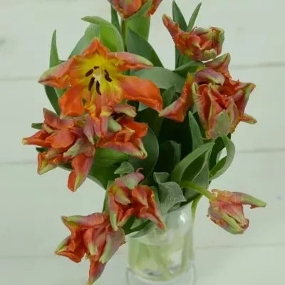 Tulipán PA ORANGE ROCOCO 30cm/18g