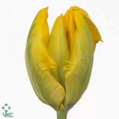 TULIPA PARROT YELLOW WING